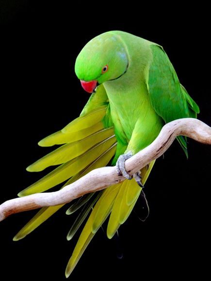 75 Beautiful Birds Photography for Inspiration 2 75 Beautiful Birds Photography for Inspiration 2