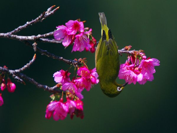 75 Beautiful Birds Photography for Inspiration 21 75 Beautiful Birds Photography for Inspiration 21