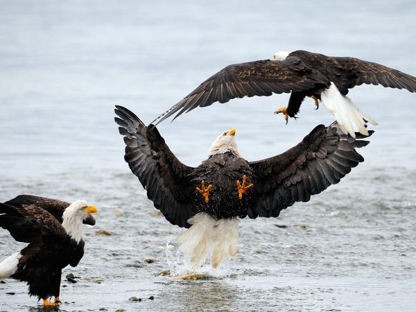 75 Beautiful Birds Photography for Inspiration 22 75 Beautiful Birds Photography for Inspiration 22