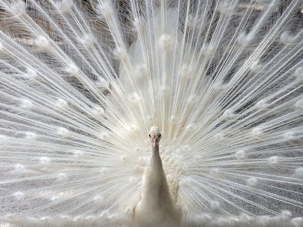 75 Beautiful Birds Photography for Inspiration 23 75 Beautiful Birds Photography for Inspiration 23