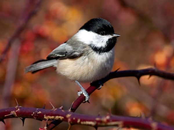 75 Beautiful Birds Photography for Inspiration 25 75 Beautiful Birds Photography for Inspiration 25