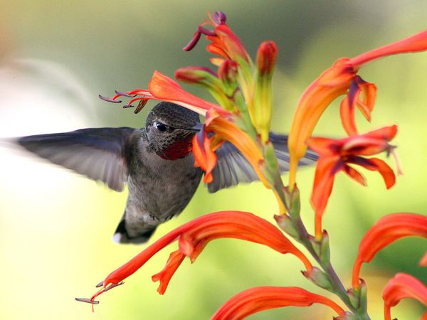 75 Beautiful Birds Photography for Inspiration 26 75 Beautiful Birds Photography for Inspiration 26
