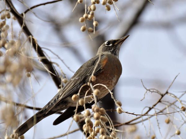 75 Beautiful Birds Photography for Inspiration 27 75 Beautiful Birds Photography for Inspiration 27