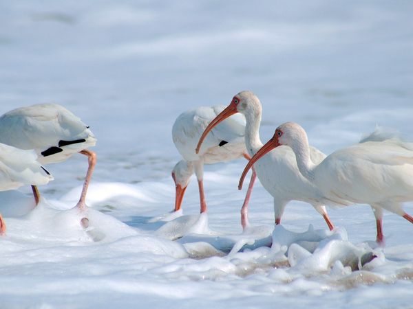 75 Beautiful Birds Photography for Inspiration 29 75 Beautiful Birds Photography for Inspiration 29