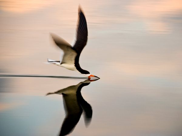 75 Beautiful Birds Photography for Inspiration 30 75 Beautiful Birds Photography for Inspiration 30