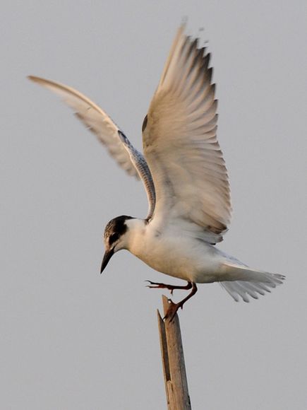 75 Beautiful Birds Photography for Inspiration 31 75 Beautiful Birds Photography for Inspiration 31