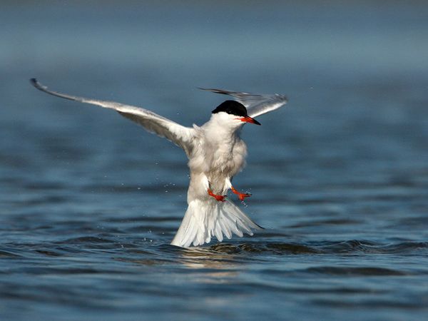 75 Beautiful Birds Photography for Inspiration 32 75 Beautiful Birds Photography for Inspiration 32