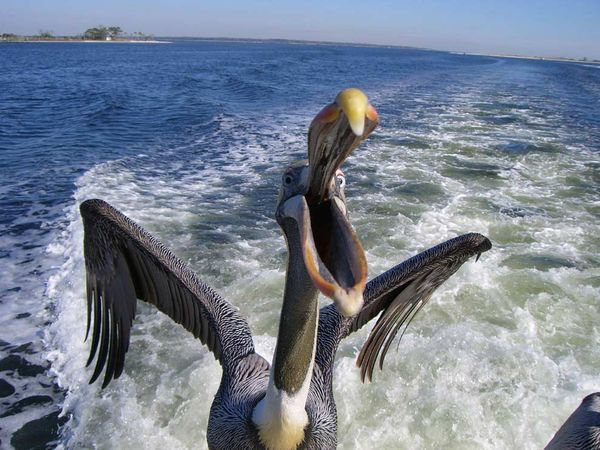 75 Beautiful Birds Photography for Inspiration 34 75 Beautiful Birds Photography for Inspiration 34