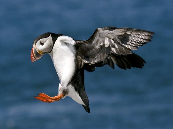 75 Beautiful Birds Photography for Inspiration 36 75 Beautiful Birds Photography for Inspiration 36
