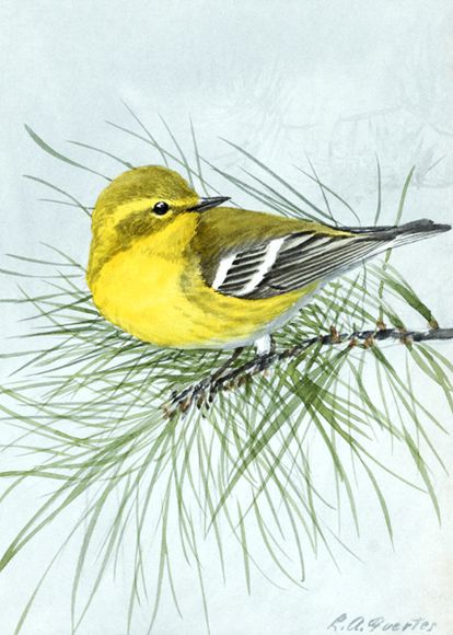 75 Beautiful Birds Photography for Inspiration 37 75 Beautiful Birds Photography for Inspiration 37