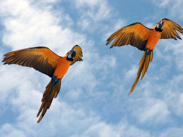 75 Beautiful Birds Photography for Inspiration 4 75 Beautiful Birds Photography for Inspiration 4