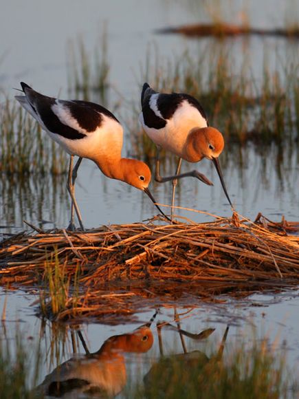 75 Beautiful Birds Photography for Inspiration 43 75 Beautiful Birds Photography for Inspiration 43