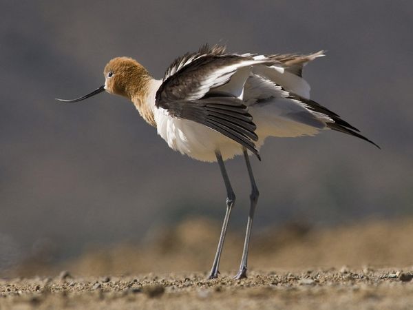 75 Beautiful Birds Photography for Inspiration 45 75 Beautiful Birds Photography for Inspiration 45