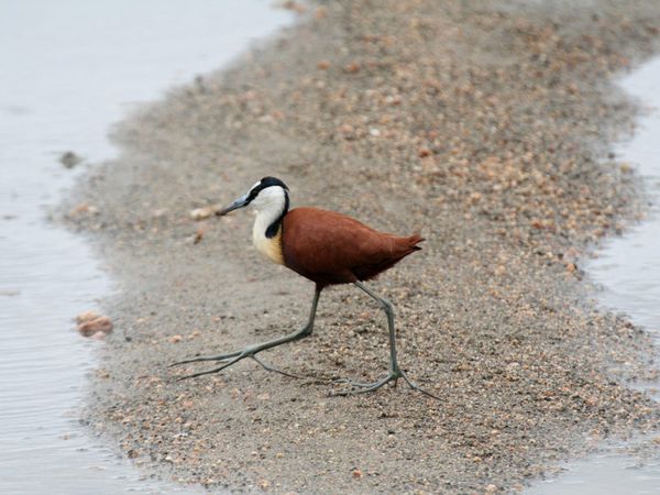 75 Beautiful Birds Photography for Inspiration 46 75 Beautiful Birds Photography for Inspiration 46