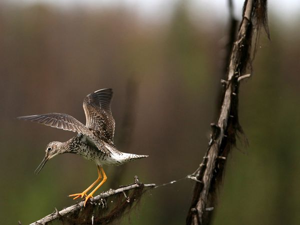 75 Beautiful Birds Photography for Inspiration 47 75 Beautiful Birds Photography for Inspiration 47