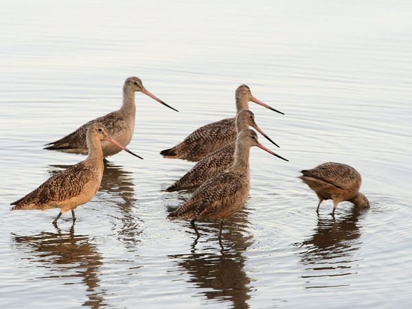 75 Beautiful Birds Photography for Inspiration 48 75 Beautiful Birds Photography for Inspiration 48