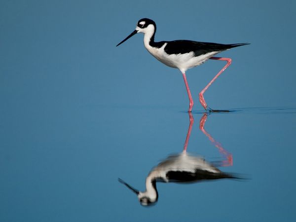 75 Beautiful Birds Photography for Inspiration 49 75 Beautiful Birds Photography for Inspiration 49