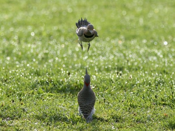 75 Beautiful Birds Photography for Inspiration 5 75 Beautiful Birds Photography for Inspiration 5