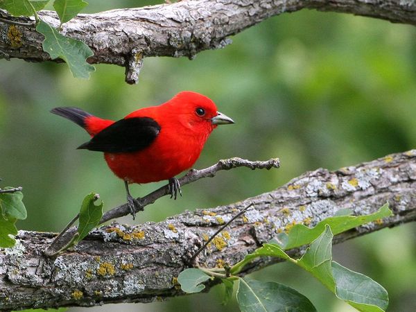 75 Beautiful Birds Photography for Inspiration 50 75 Beautiful Birds Photography for Inspiration 50