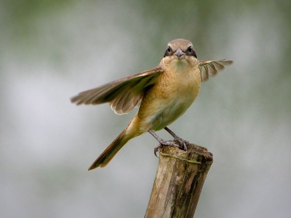 75 Beautiful Birds Photography for Inspiration 51 75 Beautiful Birds Photography for Inspiration 51