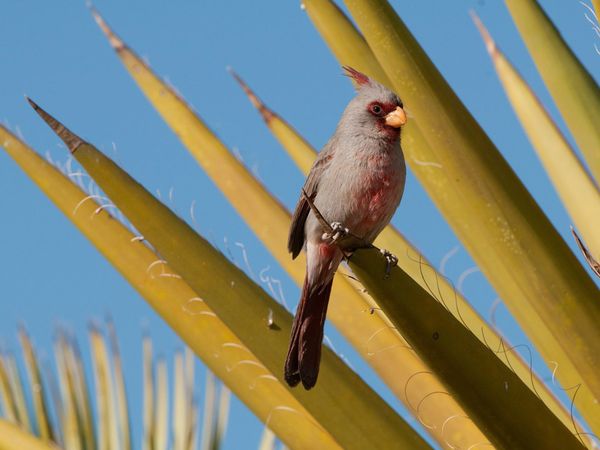 75 Beautiful Birds Photography for Inspiration 52 75 Beautiful Birds Photography for Inspiration 52