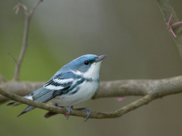 75 Beautiful Birds Photography for Inspiration 53 75 Beautiful Birds Photography for Inspiration 53