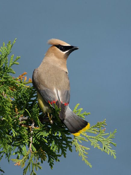 75 Beautiful Birds Photography for Inspiration 54 75 Beautiful Birds Photography for Inspiration 54