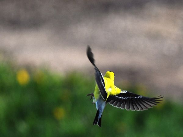 75 Beautiful Birds Photography for Inspiration 55 75 Beautiful Birds Photography for Inspiration 55