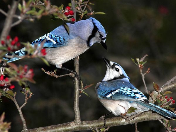 75 Beautiful Birds Photography for Inspiration 56 75 Beautiful Birds Photography for Inspiration 56