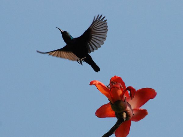 75 Beautiful Birds Photography for Inspiration 57 75 Beautiful Birds Photography for Inspiration 57