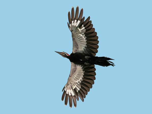 75 Beautiful Birds Photography for Inspiration 6 75 Beautiful Birds Photography for Inspiration 6