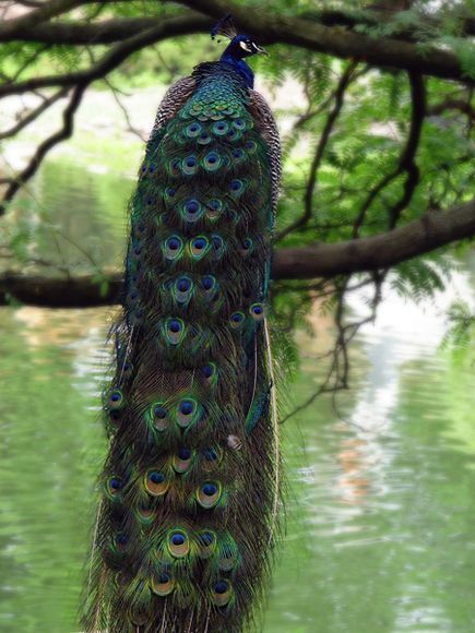 75 Beautiful Birds Photography for Inspiration 60 75 Beautiful Birds Photography for Inspiration 60