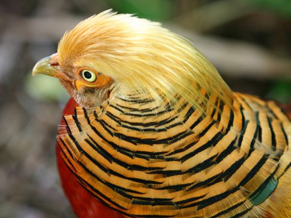 75 Beautiful Birds Photography for Inspiration 61 75 Beautiful Birds Photography for Inspiration 61