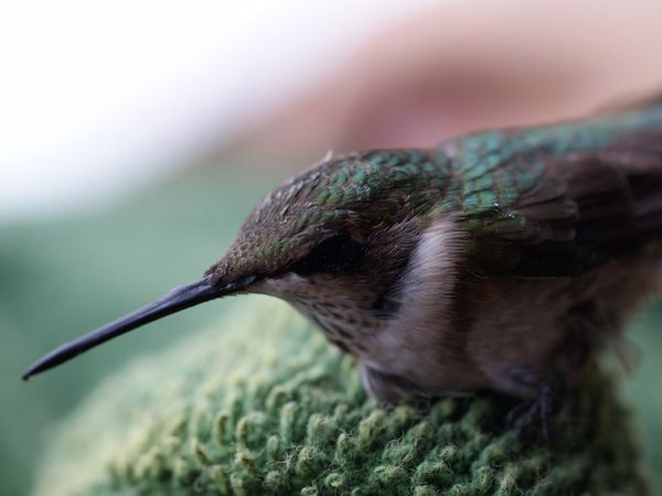 75 Beautiful Birds Photography for Inspiration 62 75 Beautiful Birds Photography for Inspiration 62