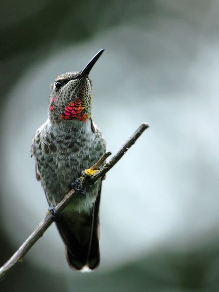 75 Beautiful Birds Photography for Inspiration 63 75 Beautiful Birds Photography for Inspiration 63