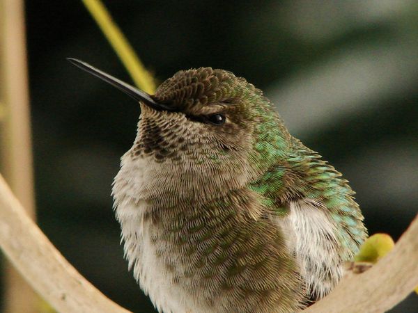 75 Beautiful Birds Photography for Inspiration 64 75 Beautiful Birds Photography for Inspiration 64