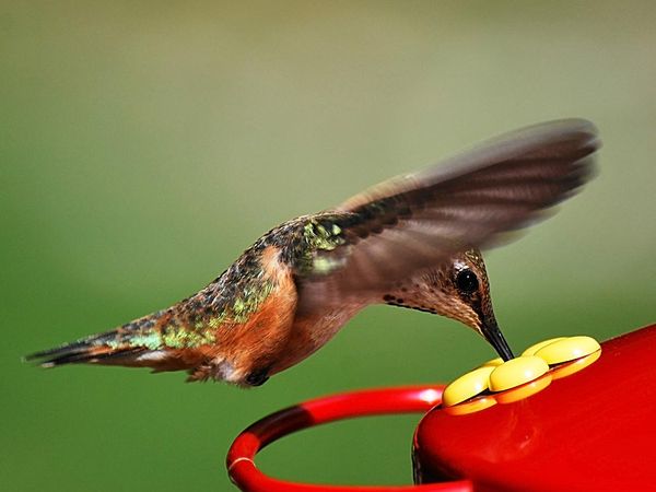 75 Beautiful Birds Photography for Inspiration 65 75 Beautiful Birds Photography for Inspiration 65