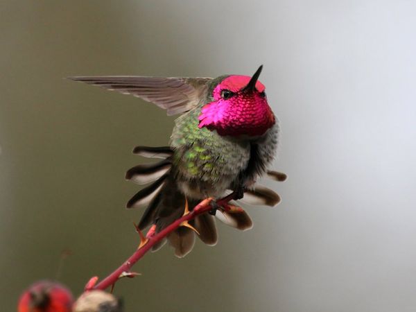 75 Beautiful Birds Photography for Inspiration 66 75 Beautiful Birds Photography for Inspiration 66