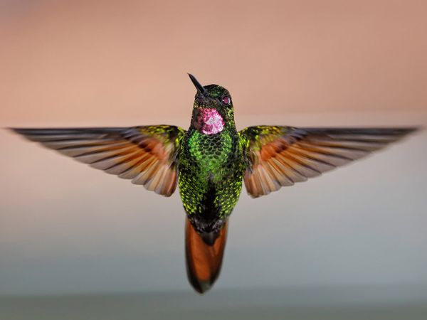 75 Beautiful Birds Photography for Inspiration 67 75 Beautiful Birds Photography for Inspiration 67