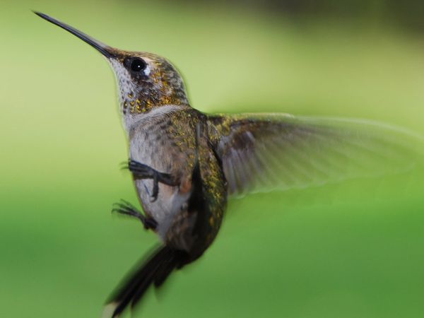 75 Beautiful Birds Photography for Inspiration 68 75 Beautiful Birds Photography for Inspiration 68
