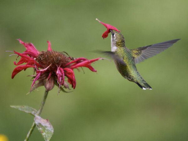 75 Beautiful Birds Photography for Inspiration 69 75 Beautiful Birds Photography for Inspiration 69
