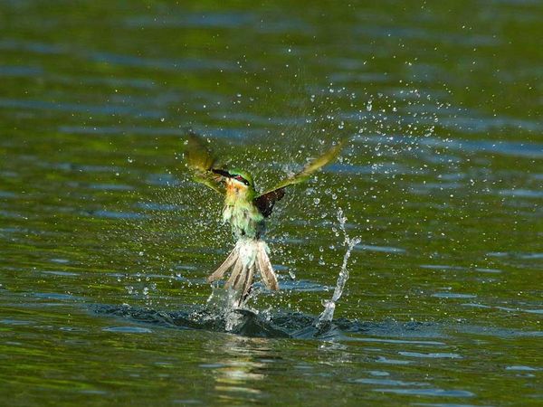 75 Beautiful Birds Photography for Inspiration 7 75 Beautiful Birds Photography for Inspiration 7