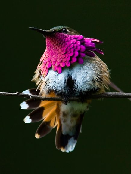 75 Beautiful Birds Photography for Inspiration 70 75 Beautiful Birds Photography for Inspiration 70