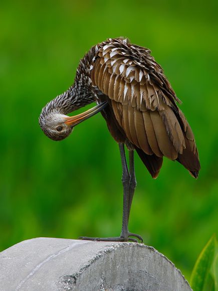75 Beautiful Birds Photography for Inspiration 71 75 Beautiful Birds Photography for Inspiration 71