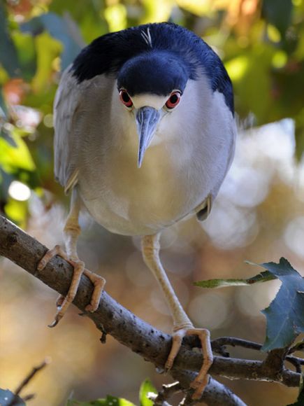 75 Beautiful Birds Photography for Inspiration 72 75 Beautiful Birds Photography for Inspiration 72