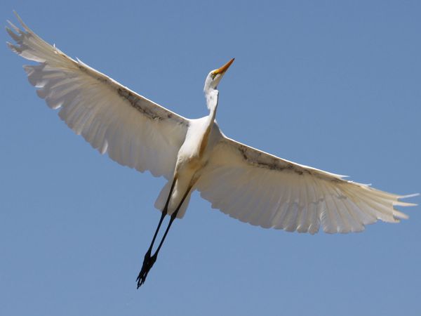 75 Beautiful Birds Photography for Inspiration 73 75 Beautiful Birds Photography for Inspiration 73