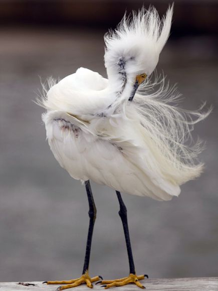 75 Beautiful Birds Photography for Inspiration 74 75 Beautiful Birds Photography for Inspiration 74