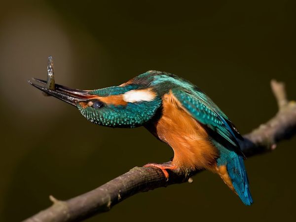 75 Beautiful Birds Photography for Inspiration 8 75 Beautiful Birds Photography for Inspiration 8