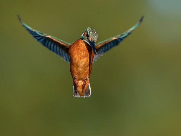 75 Beautiful Birds Photography for Inspiration 9 75 Beautiful Birds Photography for Inspiration 9