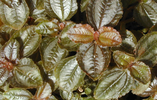 25 Most Useful Free High Resolution Leaf Textures 10